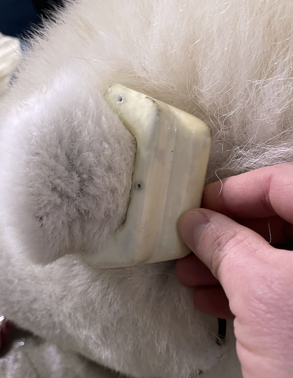 WWF_iot-polar-bear-tracker-anchorage-zoo