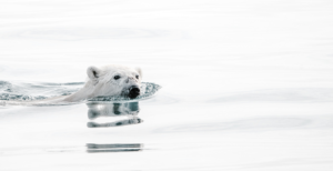 WWF - Polar Bear Tracker