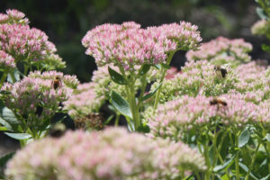 Bees are selflessly keeping humanity alive