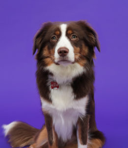 Nala Lamstrong