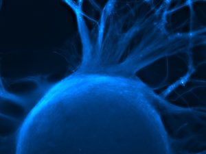 Axolotl Biosciences 3D bioprinting